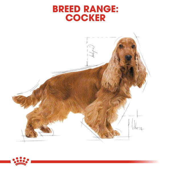 Royal Canin Cocker Spaniel Adult For Cheap