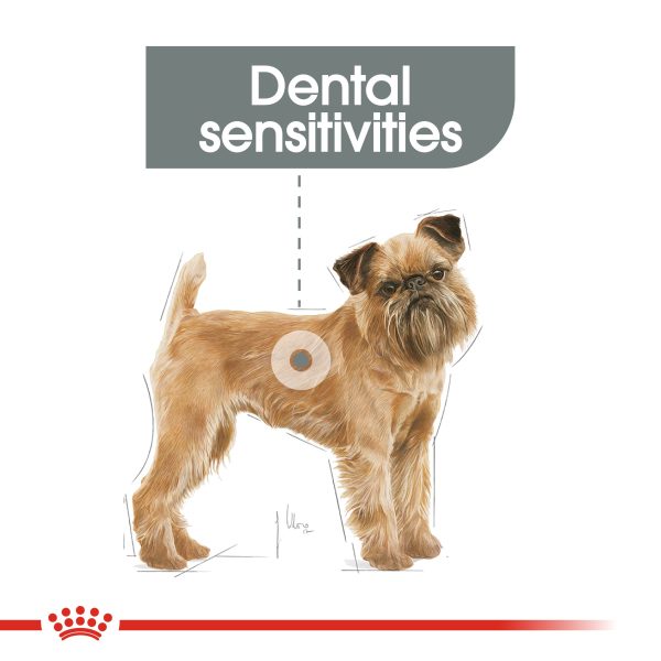 Royal Canin Mini Dental Care Cheap