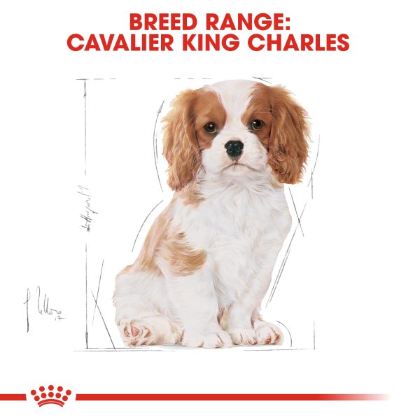 Royal Canin Cavalier King Charles Puppy 1.5kg Supply