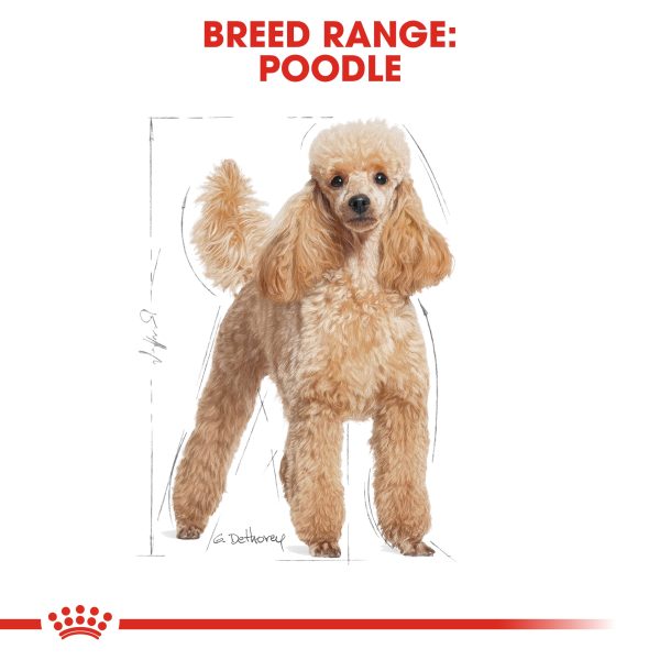 Royal Canin Poodle Adult Hot on Sale