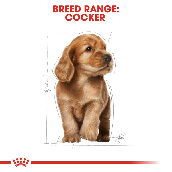 Royal Canin Cocker Spaniel Puppy Supply