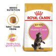 Royal Canin - Maine Coon - Kitten on Sale