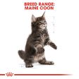 Royal Canin - Maine Coon - Kitten on Sale