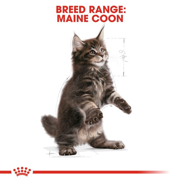 Royal Canin - Maine Coon - Kitten on Sale