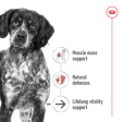 Royal Canin Medium Ageing 10+ Online Sale