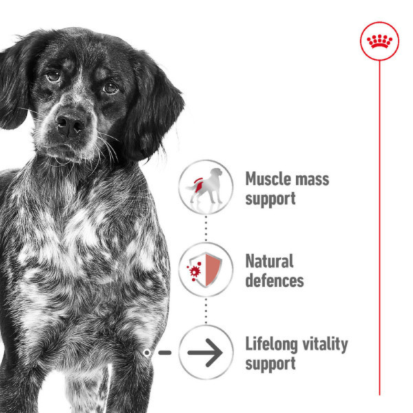 Royal Canin Medium Ageing 10+ Online Sale